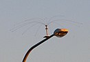 Daddi Long Legs bird deterrent on a Houghton Highway light pole