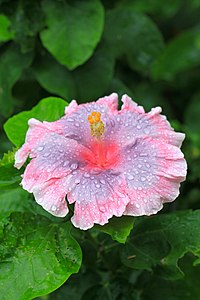 Hibiscus