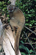 Brown lemur