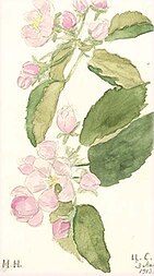 Realistic painting of pink flowers and their attached foliage