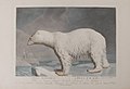 The Polar bear. Ursus maritimus.