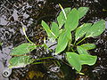 Orontium aquaticum