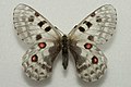 Parnassius actius