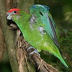 Pileated parrot