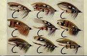 Plate of flies from T. E. Pryce-Tannatt