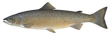 大西洋鲑（Salmo salar），鲑鱼在海鲜市场上的最常见种类之一
