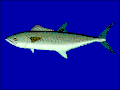 西非马鲛 S. tritor