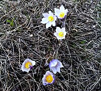 Spring crocuses in the RM of Good Lake