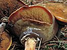 Suillus salmonicolor