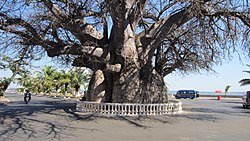 Baobab tree in Mahajanga