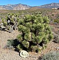 Yucca brevifolia