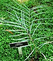 Zamia angustifolia