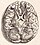 Andreas Vesalius: Base Of The Brain