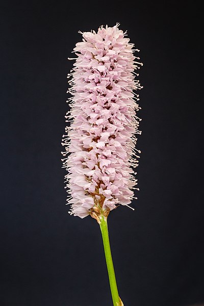 图为拳参（Bistorta officinalis）的花朵，由20张照片叠焦而成。