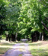 Maple lane. The trees supply sap for the sugaring every winter