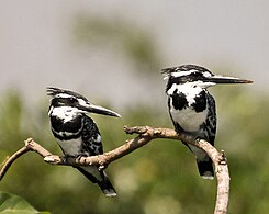 Pied kingfishers