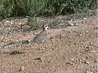 Caspian Plover (If anyone has a better, more clearer picture, please upload it!)