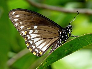 Ventral view (Form clytia)