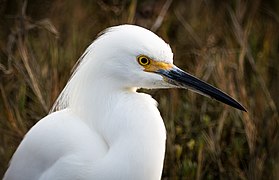 Head shot