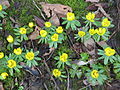 Eranthis hyemalis