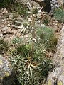 Eryngium bourgatii