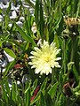 Schlagintweitia intybacea close-up