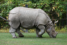 Indian rhinoceros (Rhinoceros unicornis)