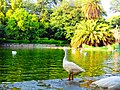 A goose stands beside the lake at Lodi Gardens