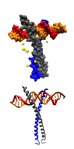 Leucine_zipper2