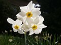 Narcissus ×medioluteus with 3 flowers