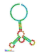 Purine riboswitch: Secondary structure for the riboswitch marked up by sequence conservation. Family RF00167.