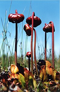 Sarracenia purpurea - Purple pitcher plant (French: Sarracénie pourpre).