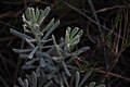 Senecio ceratophylloides