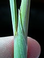 "Rifle-sight" ligule at the base of a leaf