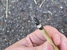 Person holding a Big Bend Blackhead Snake in their hand.