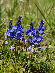 Veronica prostrata, for which the color veronica is named