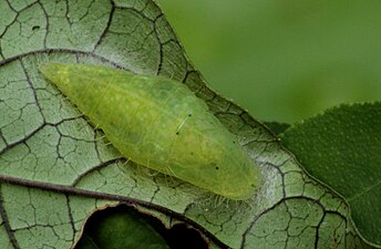 Pupa