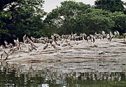 Painted stork colony, Ranganathittu