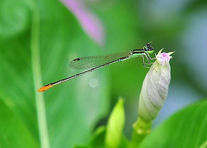 Agriocnemis pygmaea male