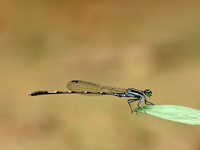 Agriocnemis splendidissima male