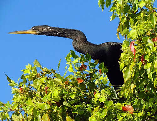 Anhinga in Venice, Florida