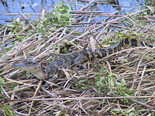 A baby Chinese alligator on a mass of vegetation in a body of water