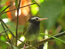 Philippine stamp depicting a songbird with a black head, greenish-yellow body, and white markings on the face