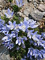 Campanula cenisia