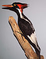 Mounted male specimen in Carnegie Museum of Natural History