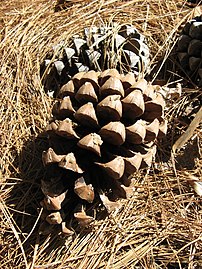 Female cones