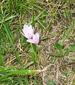 Colchicum alpinum in the Grandes Rousses