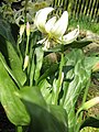 Erythronium 'White Beauty'