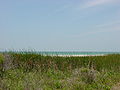 Cattail-filled, coastal swale