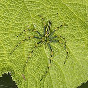 Malagasy green lynx spider (Peucetia madagascariensis) male